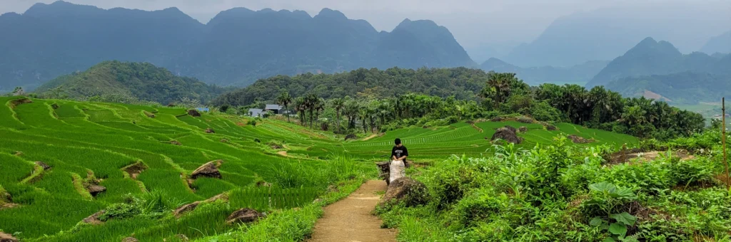 Rizière en terrasse Pu Luong