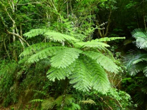 parc national bach ma