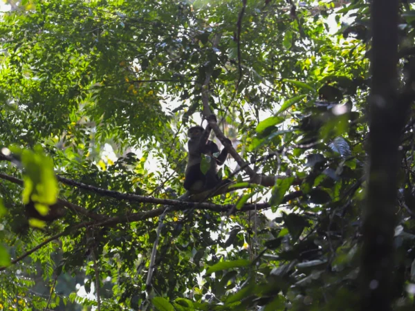 parc national cat tien